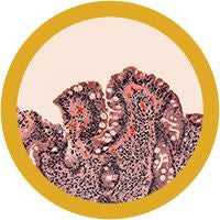 Intestinal Cells