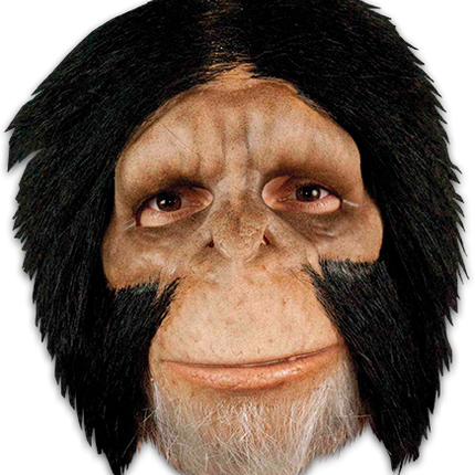 Chimpanzee