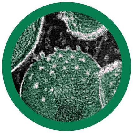Chlamydia trachomatis