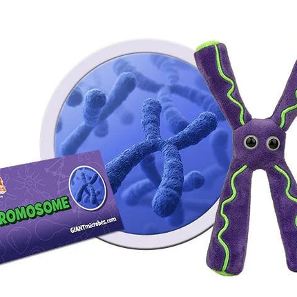 Chromosome- With Informational Tag