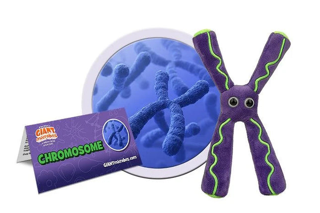 Chromosome- With Informational Tag