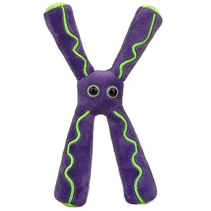 Chromosome- Front View