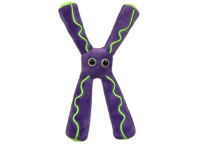 Chromosome- Front View