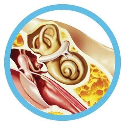 Inner Ear