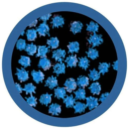 Common Cold Under Microscope