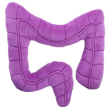 Colon- back view