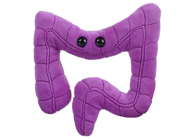 Colon- front view