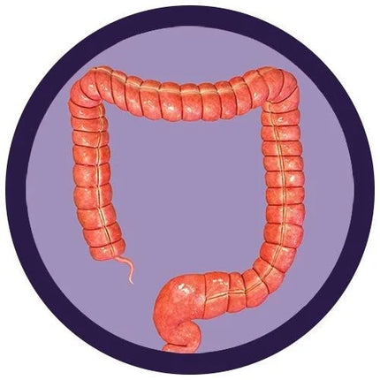Colon- real