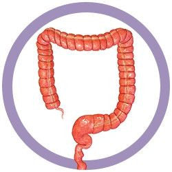 The Colon