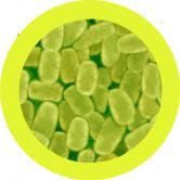 Bordetella pertussis