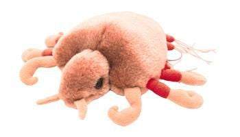 Crab Louse - Front View
