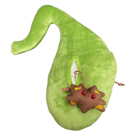 Deluxe Gallbladder w gallstones