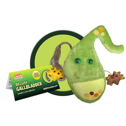 Deluxe Gallbladder w gallstones