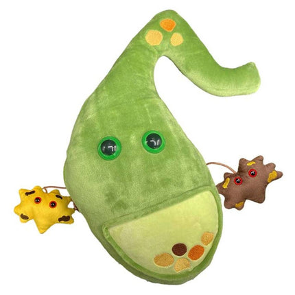 Deluxe Gallbladder w gallstones