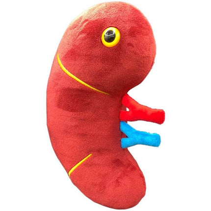 Deluxe Kidney with Kidney Stone