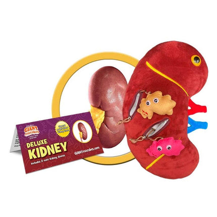 Deluxe Kidney with Kidney Stone