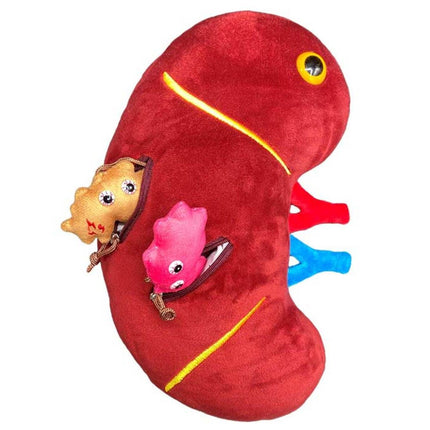 Deluxe Kidney with Kidney Stone