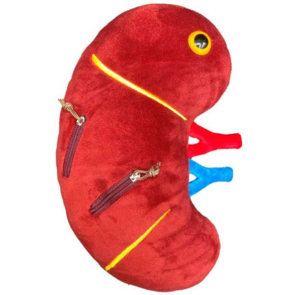 Deluxe Kidney with Kidney Stone