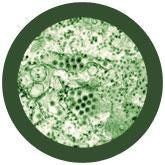 Dengue virus