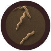 Campylobacter jejuni