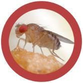 Drosophila melanogaster