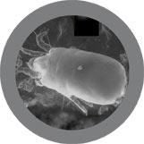 Dermatophagoides pteronyssinus