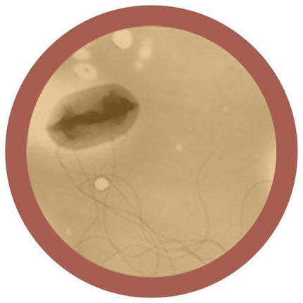 E. Coli/ Escherichia coli- Under Microscope