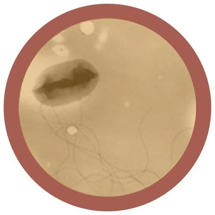 E. Coli under microscope