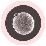 Human Ovum