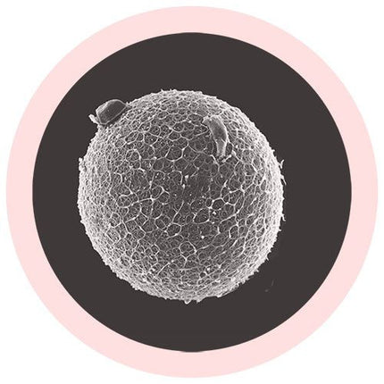 Egg Cell
