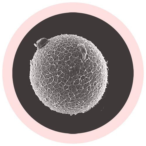 Egg Cell