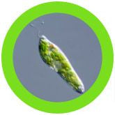 Euglena gracilis