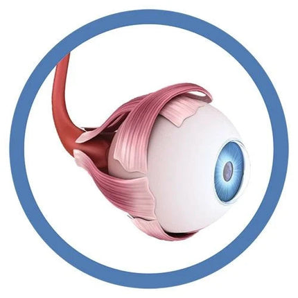 Eye