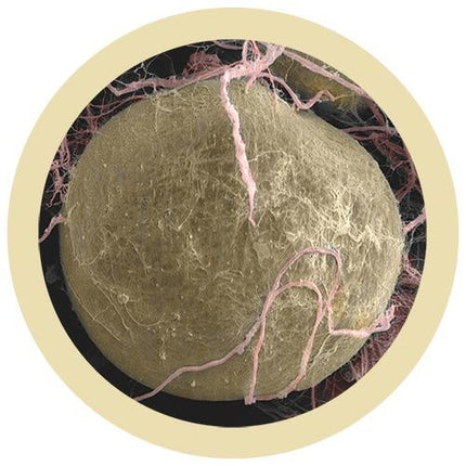 Fat Cell- Under Microscope