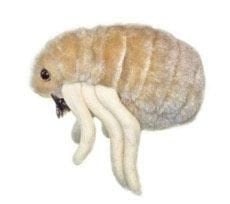 Flea- Side View
