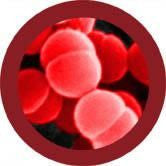 Streptococcus pyogenes- Under the Microscope