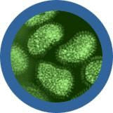 Orthomyxovirus