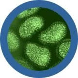 Flu under microscope