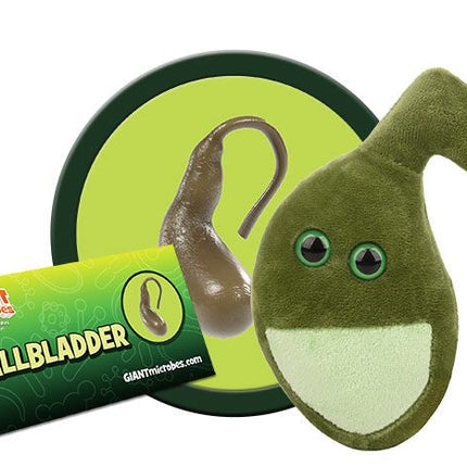 Gallbladder- Original- With Informational Tag