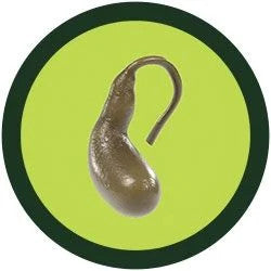 Gallbladder- Original- Real