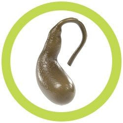The Gallbladder