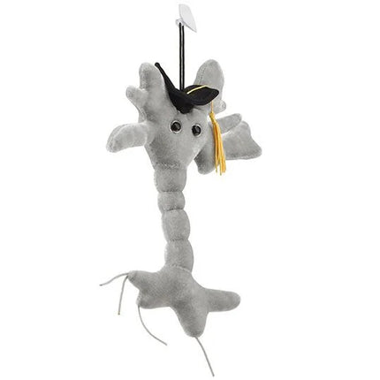 Graduation Brain Cell (Neuron)- Right View