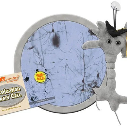 Graduation Brain Cell (Neuron)- With Informational Tag