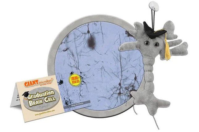Graduation Brain Cell (Neuron)- With Informational Tag