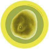 Pollen