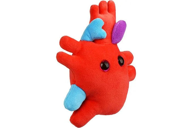 Heart Organ- Angled View