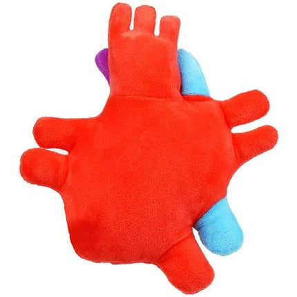 Heart Organ- Back View