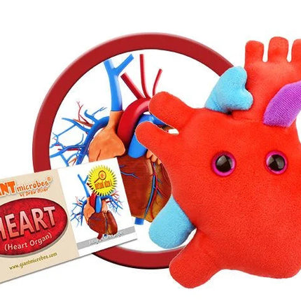 Heart Organ- With Informational Tag