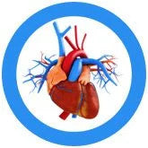 Heart Organ- Real