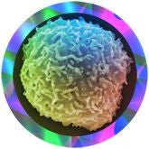 Stem Cell Under the Microscope